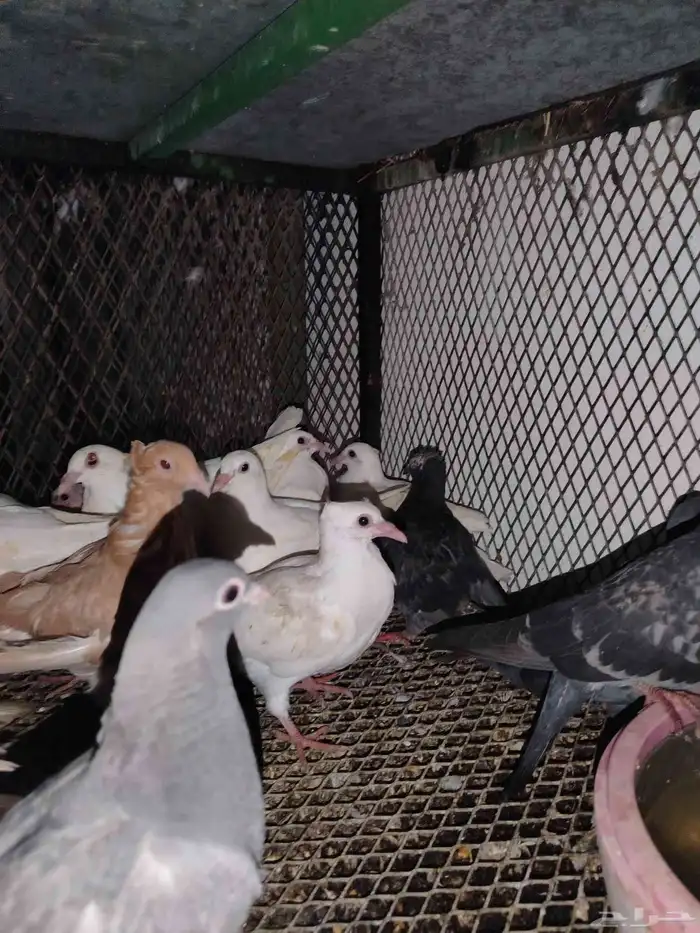 فروخ حمام سمينه 6