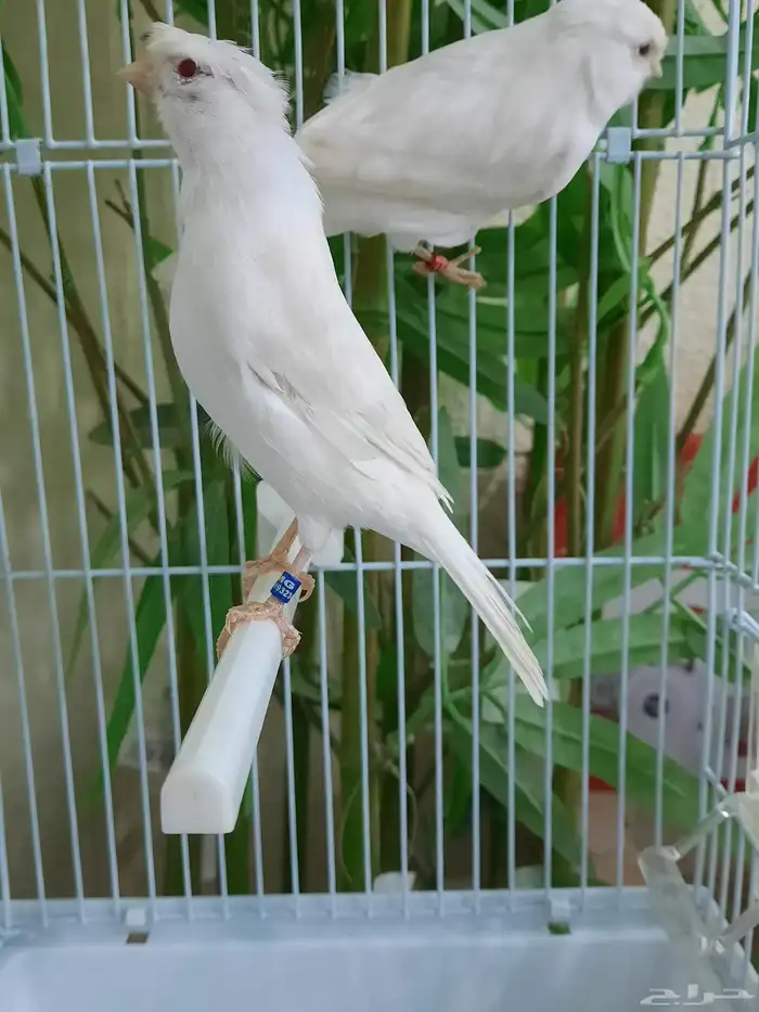 جوز وايت ستنايت 0