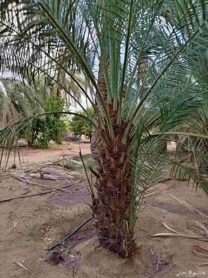 نخل للبيع جثايث وفسائل 1