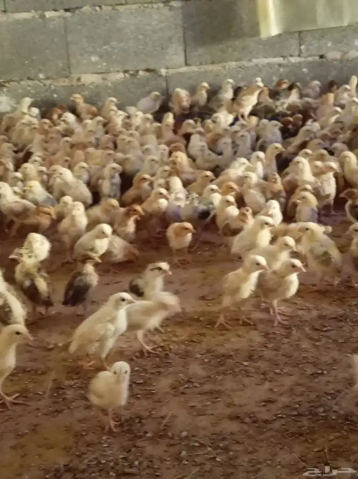 صوص دجاج بلدي 0