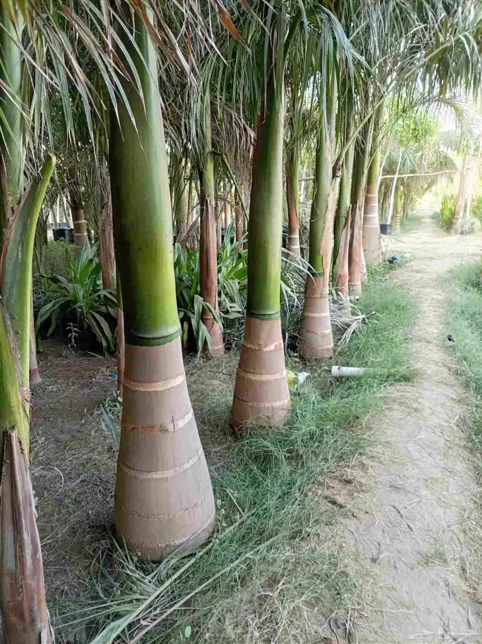 متوفر نخل للبيع بجده 1