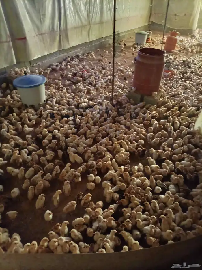 صوص دجاج بلدي 2