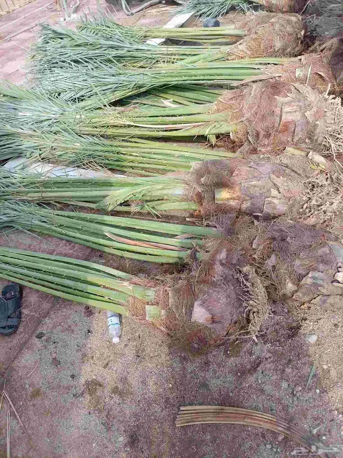 متوفر نخل للبيع بجده 17