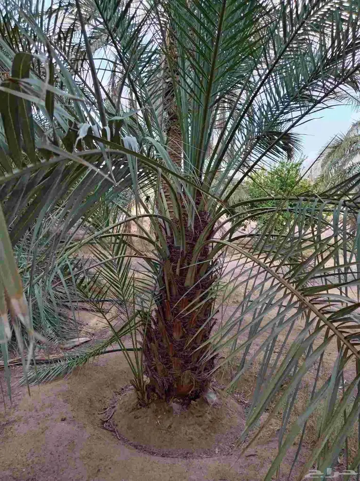 نخل للبيع جثايث وفسائل 0