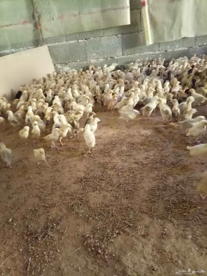 صوص دجاج بلدي 1