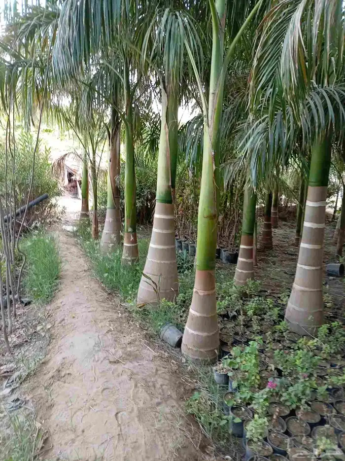 متوفر نخل للبيع بجده 0