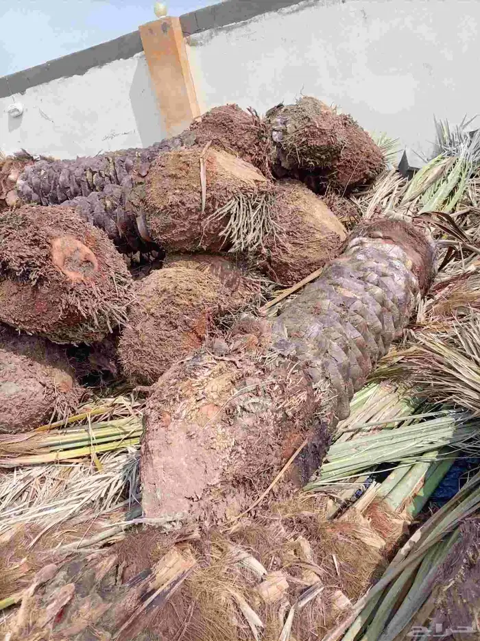 متوفر نخل للبيع بجده 10