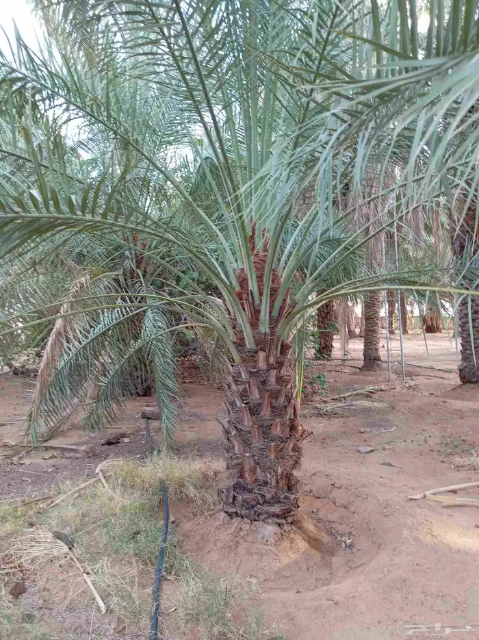 نخل للبيع جثايث وفسائل 2
