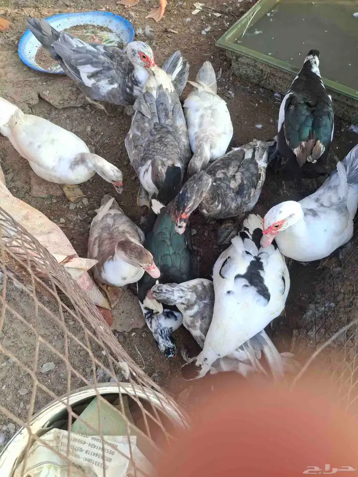 بط للبيع بلدي الحبه 35 0