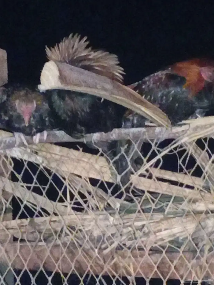 دجاج باكستاني تربية بر مع الغنم 1