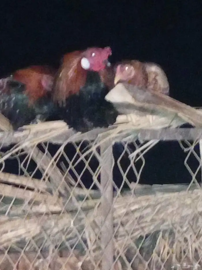 دجاج باكستاني تربية بر مع الغنم 2