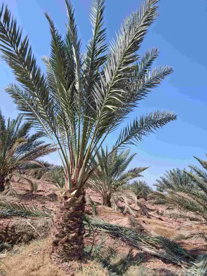 للبيع نخل برني العلا وبرني العيص من متر ونص الا مترين 2