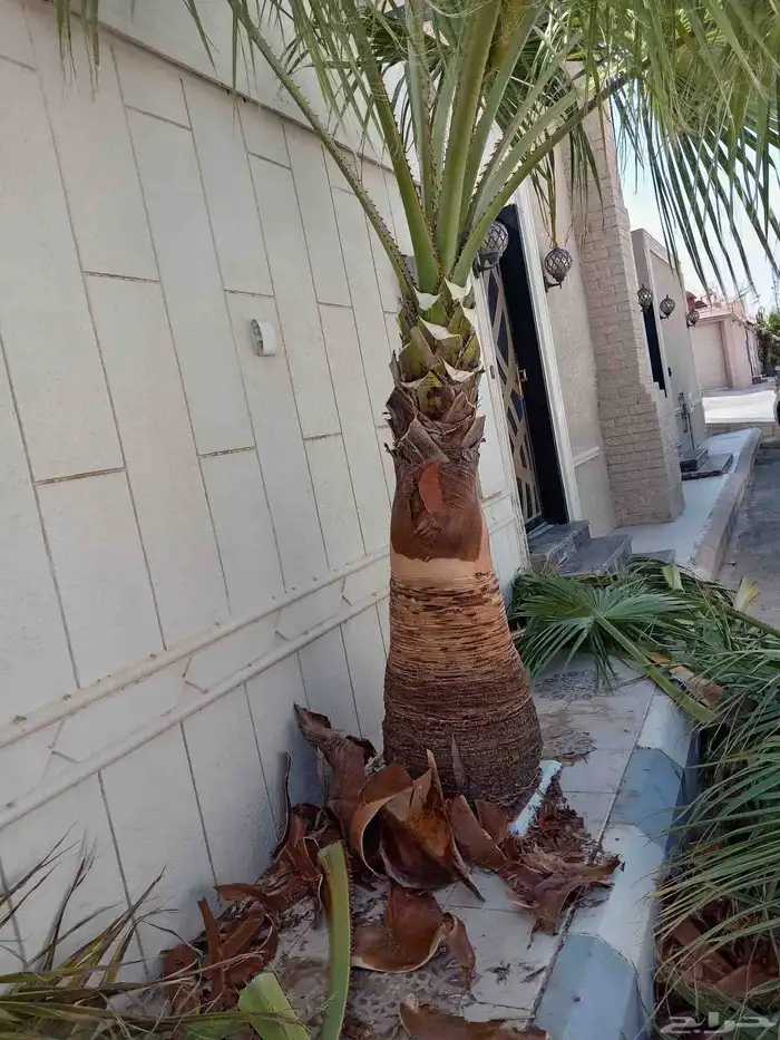 تكريب نخل وزراعة وتلقيح وخلع وغرس جميع أنواع النخيل 1