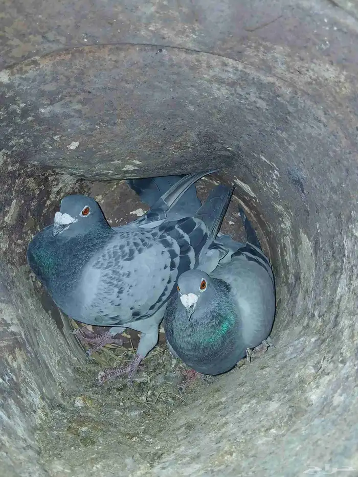 حمام زاجل جامبو 4