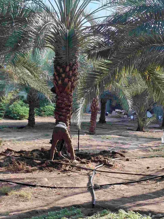 نخيل عربي وجميع المقاسات والنوعيات سكري برحي خلاص مجدول صقعي 1