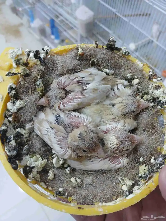 زوج كناري بفروخه 3