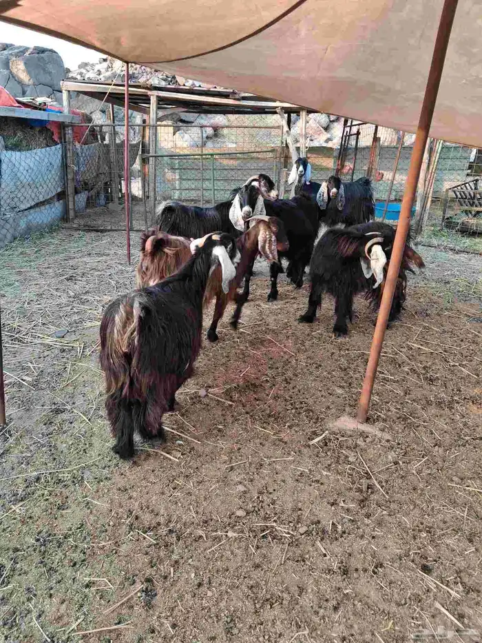 ماعز عوارض اصلية للبيع العدد 8 1