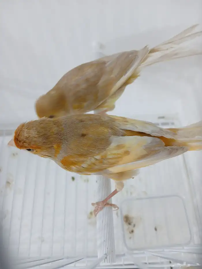 زوج كناري بفروخه 2