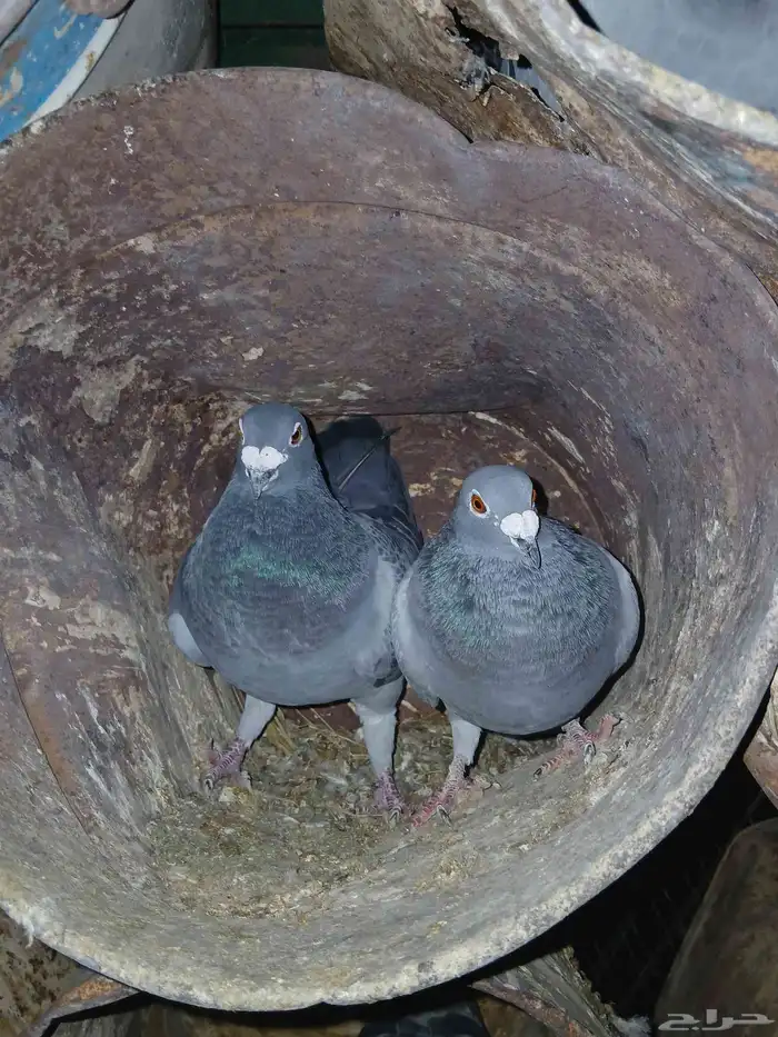 حمام زاجل جامبو 6