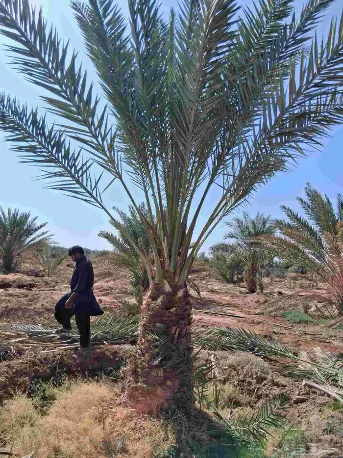 للبيع نخل برني العلا وبرني العيص من متر ونص الا مترين 1