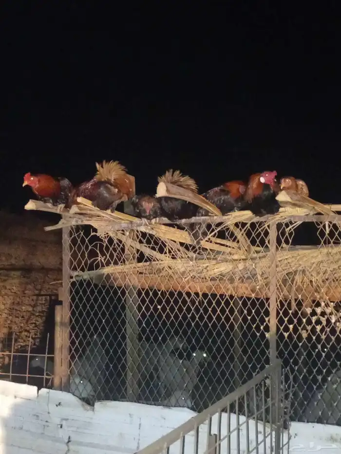 دجاج باكستاني تربية بر مع الغنم 3