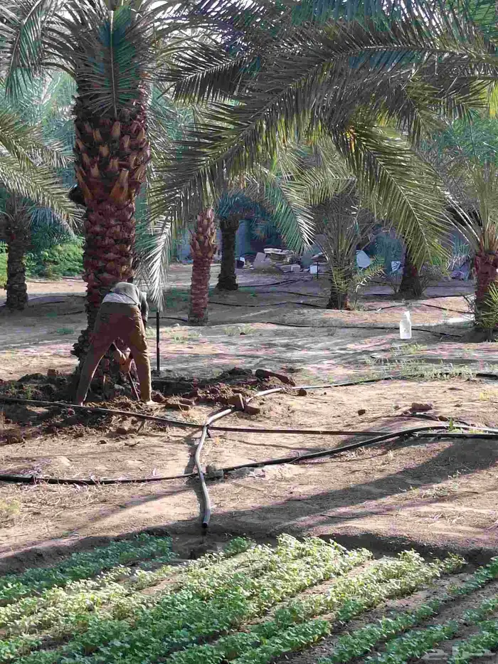 نخيل عربي وجميع المقاسات والنوعيات سكري برحي خلاص مجدول صقعي 2