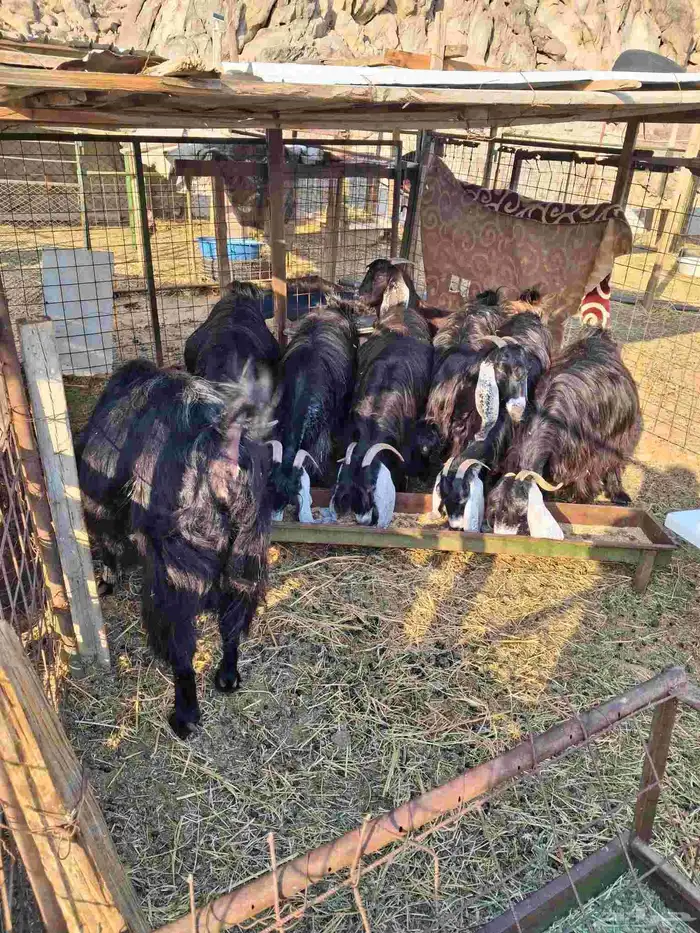 ماعز عوارض اصلية للبيع العدد 8 2