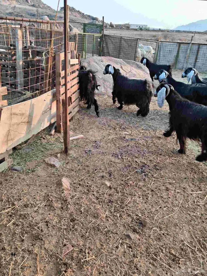 ماعز عوارض اصلية للبيع العدد 8 0