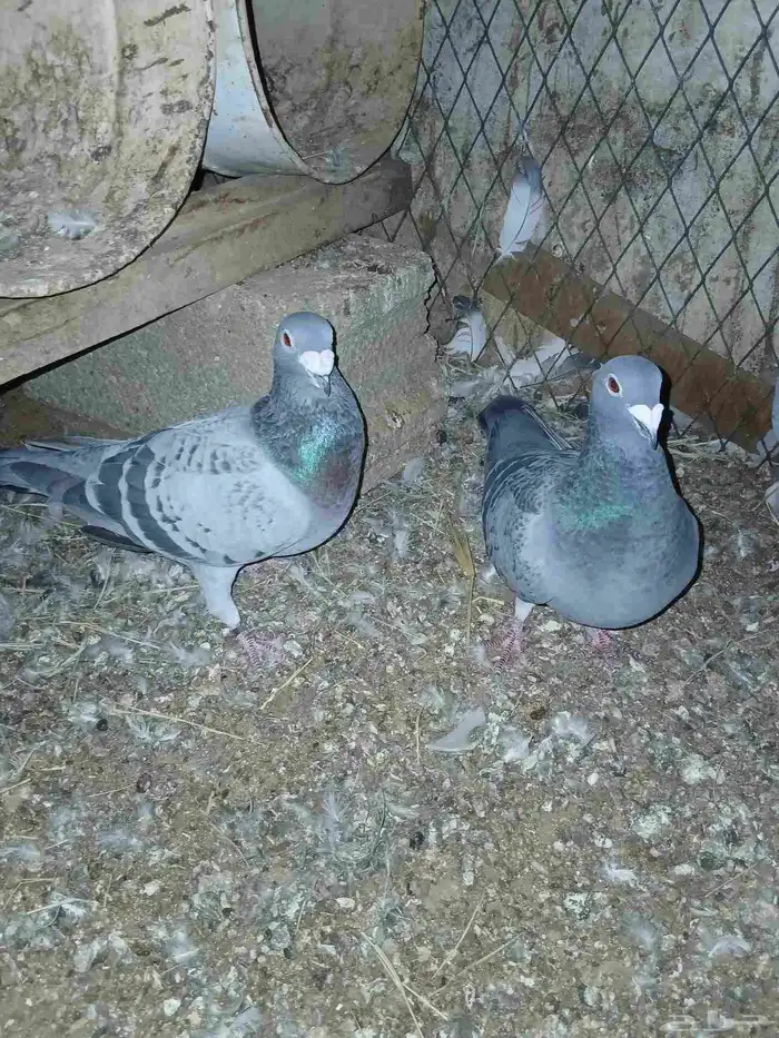 حمام زاجل جامبو 1