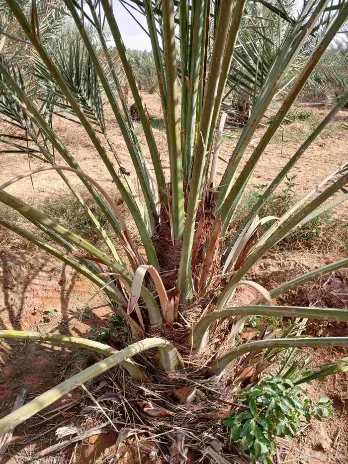 نخل مثمر للبيع خلاص هلالي صقعي برحي هلالي سكري ونخيل واشنطن 5