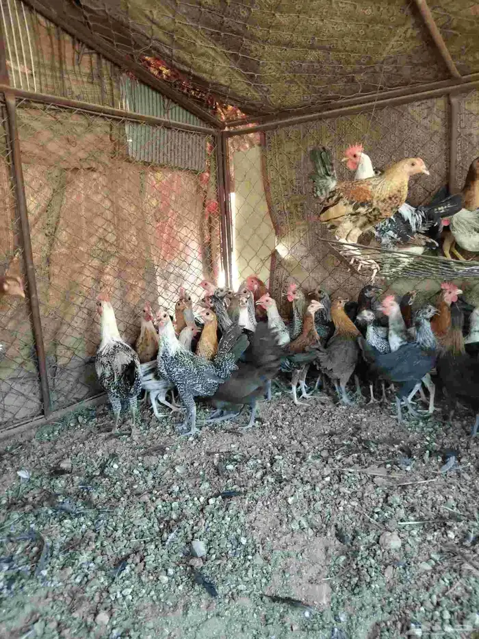 البيع دجاج 3