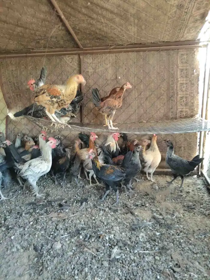 البيع دجاج 1