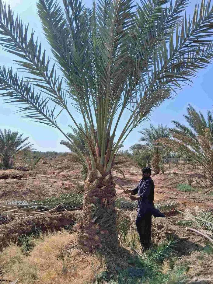 للبيع نخل برني العلا وبرني العيص من متر ونص الا مترين 0