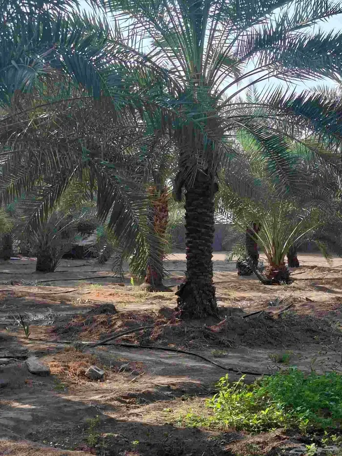 نخيل عربي وجميع المقاسات والنوعيات سكري برحي خلاص مجدول صقعي 6