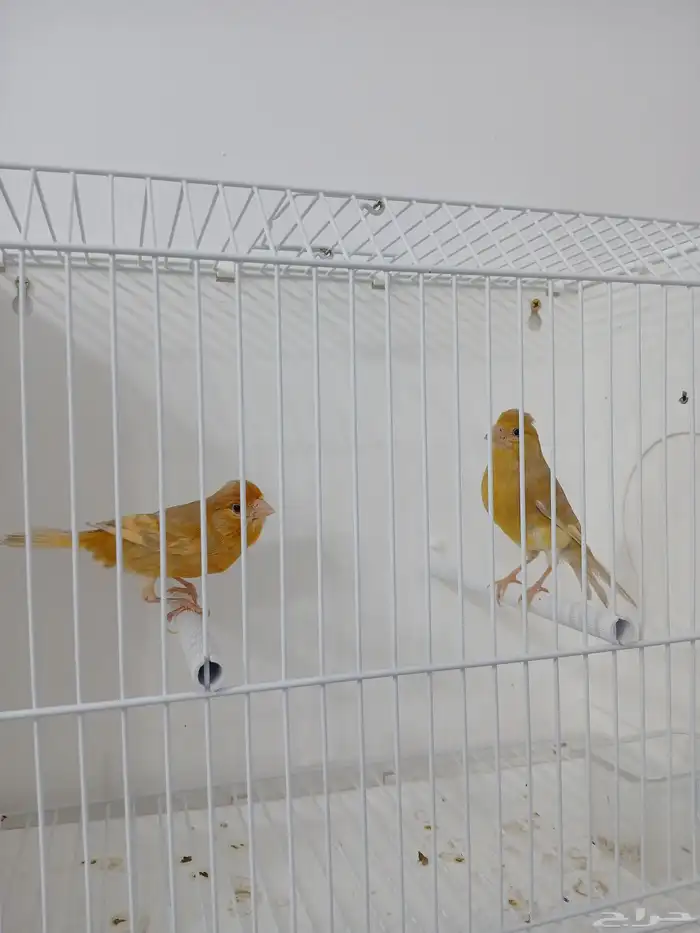 زوج كناري بفروخه 0