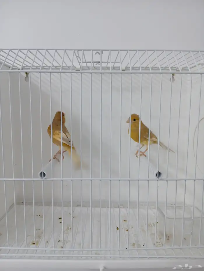 زوج كناري بفروخه 1