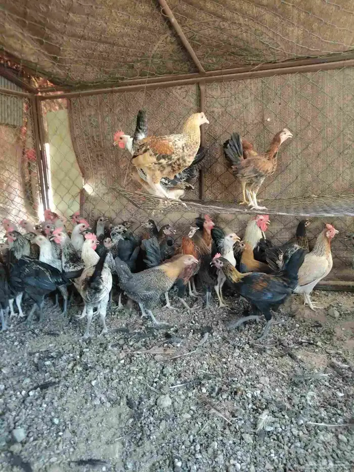 البيع دجاج 2