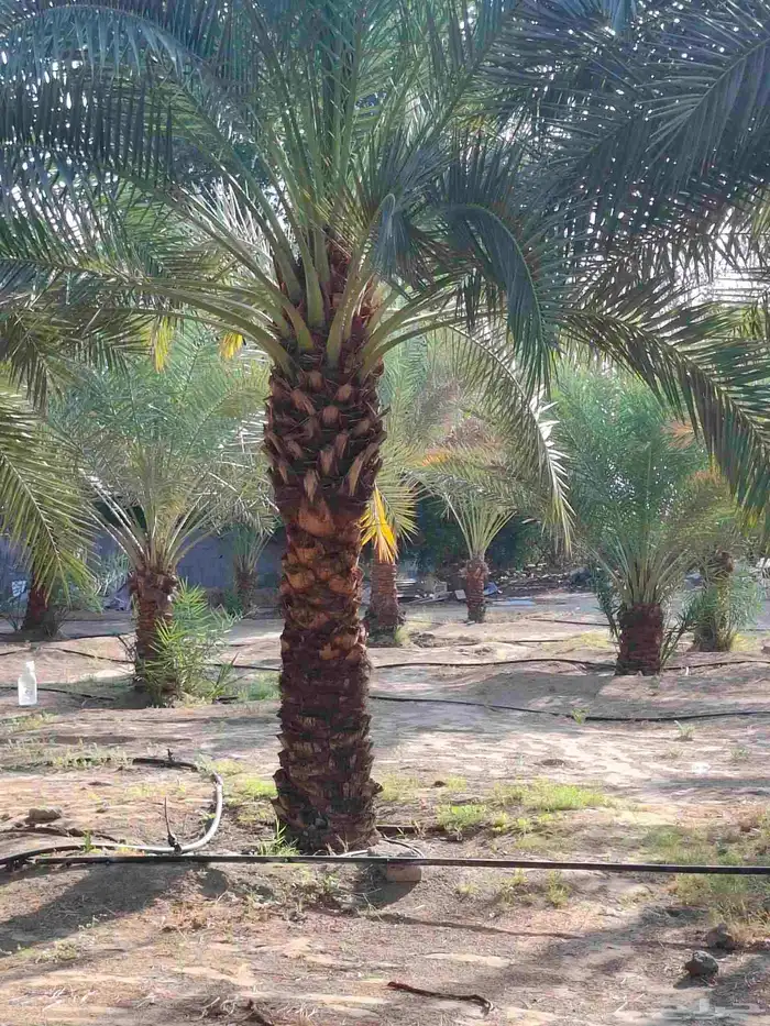 نخيل عربي وجميع المقاسات والنوعيات سكري برحي خلاص مجدول صقعي 0