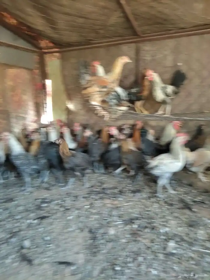 البيع دجاج 0