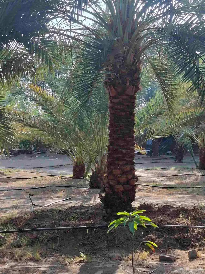 نخيل عربي وجميع المقاسات والنوعيات سكري برحي خلاص مجدول صقعي 3