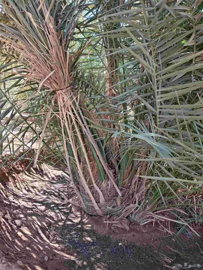 تركيب جميع انواع الشبوك 4