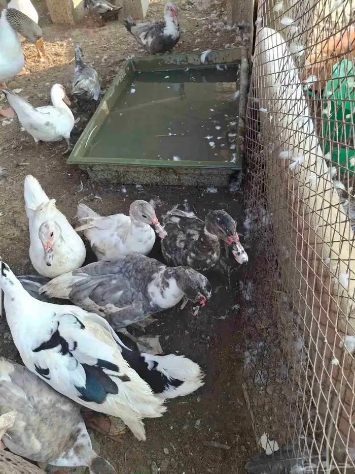 بط للبيع بلدي الحبه 35 1