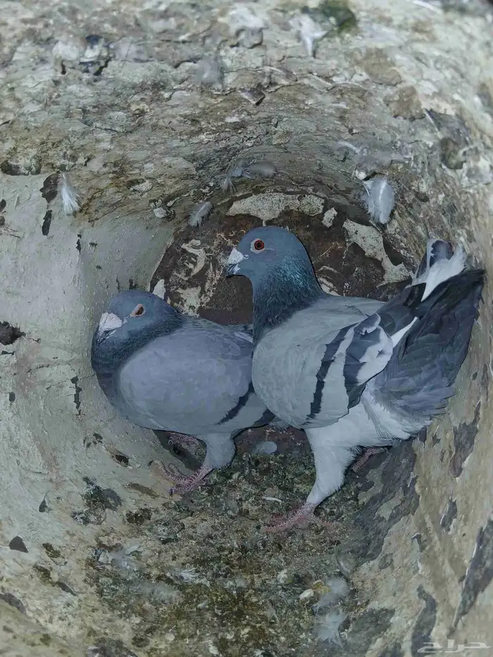 حمام زاجل جامبو 3