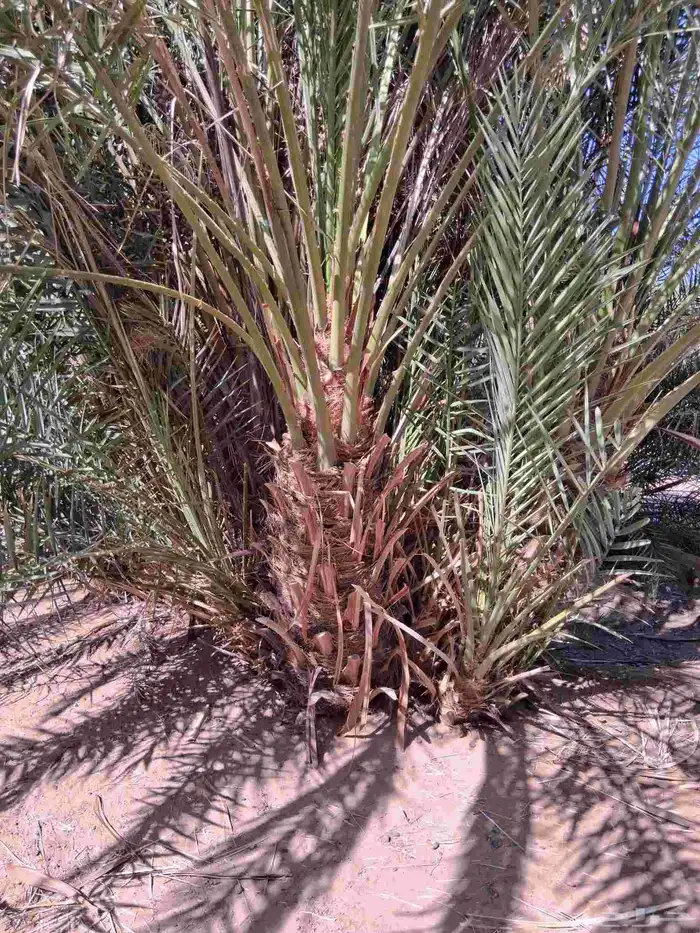 للبيع نخل برني العلا وبرني العيص من متر ونص الا مترين 3