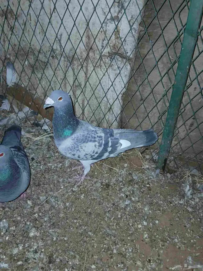 حمام زاجل جامبو 0