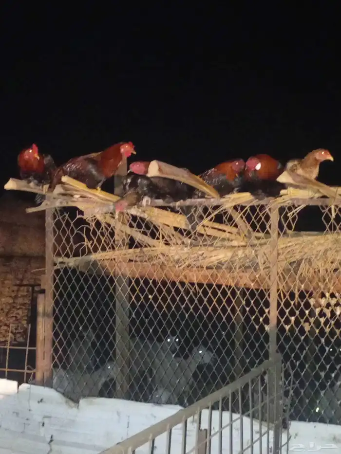 دجاج باكستاني تربية بر مع الغنم 0