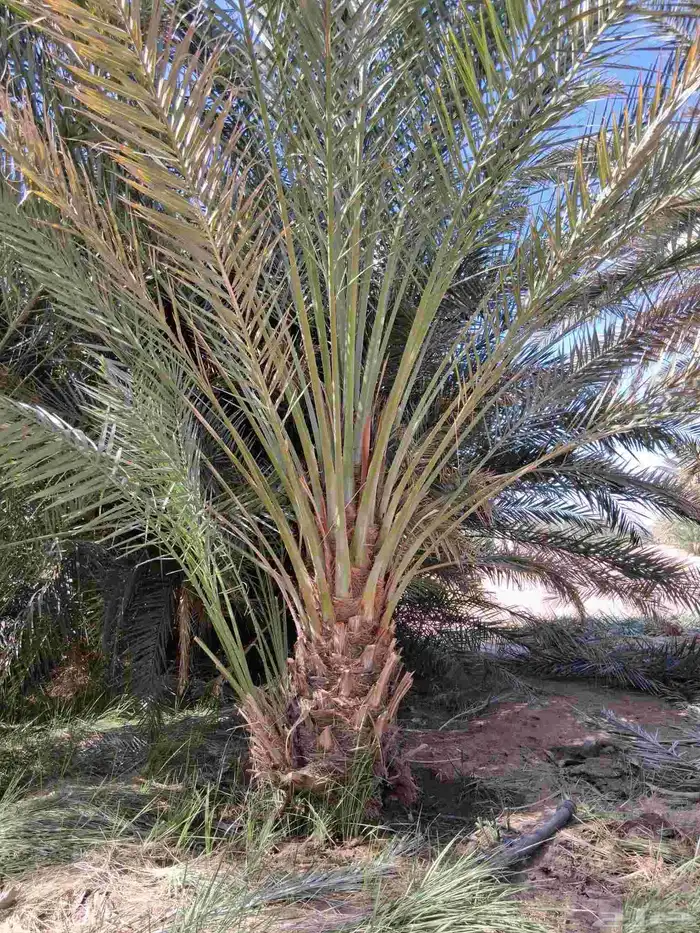 للبيع نخل برني العلا وبرني العيص من متر ونص الا مترين 5