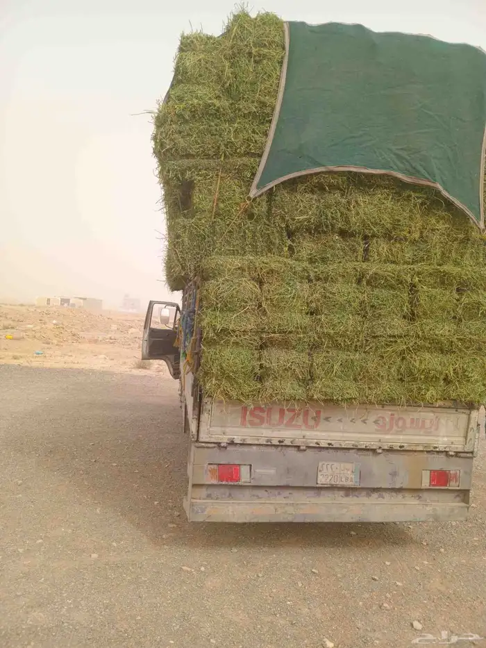 الرياض. برسيم. حق. المزنب. برسيم. صافي. وطيب. مره.250. حبه 1