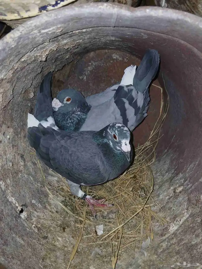 حمام زاجل جامبو 5