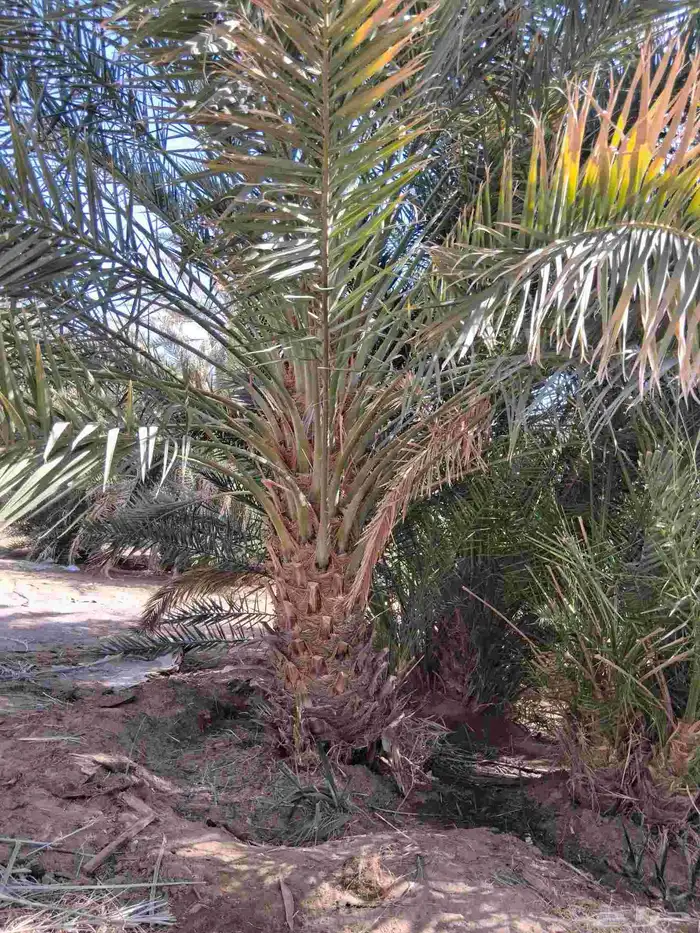 للبيع نخل برني العلا وبرني العيص من متر ونص الا مترين 4